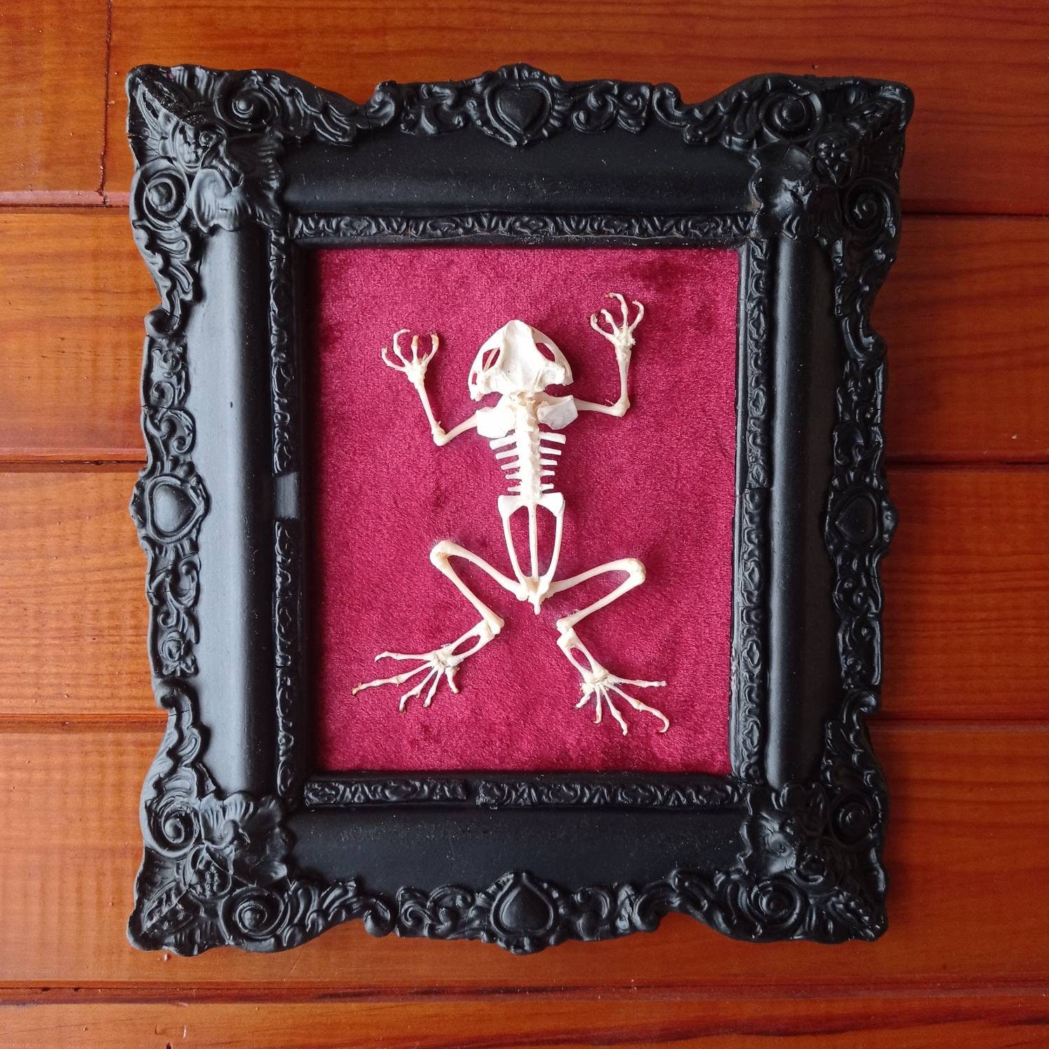 Squelette de Grenouille Encadré