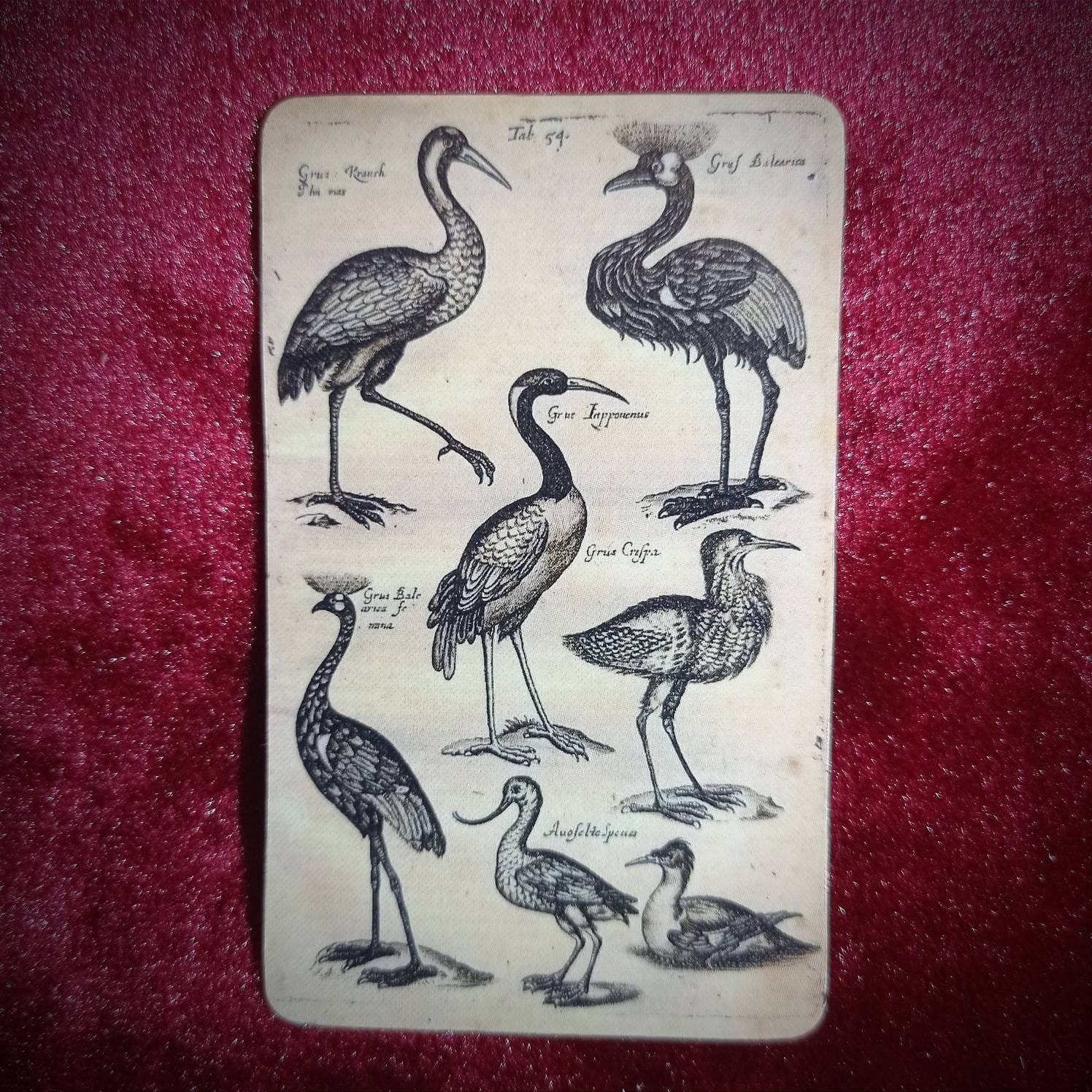 Magnet Oiseaux