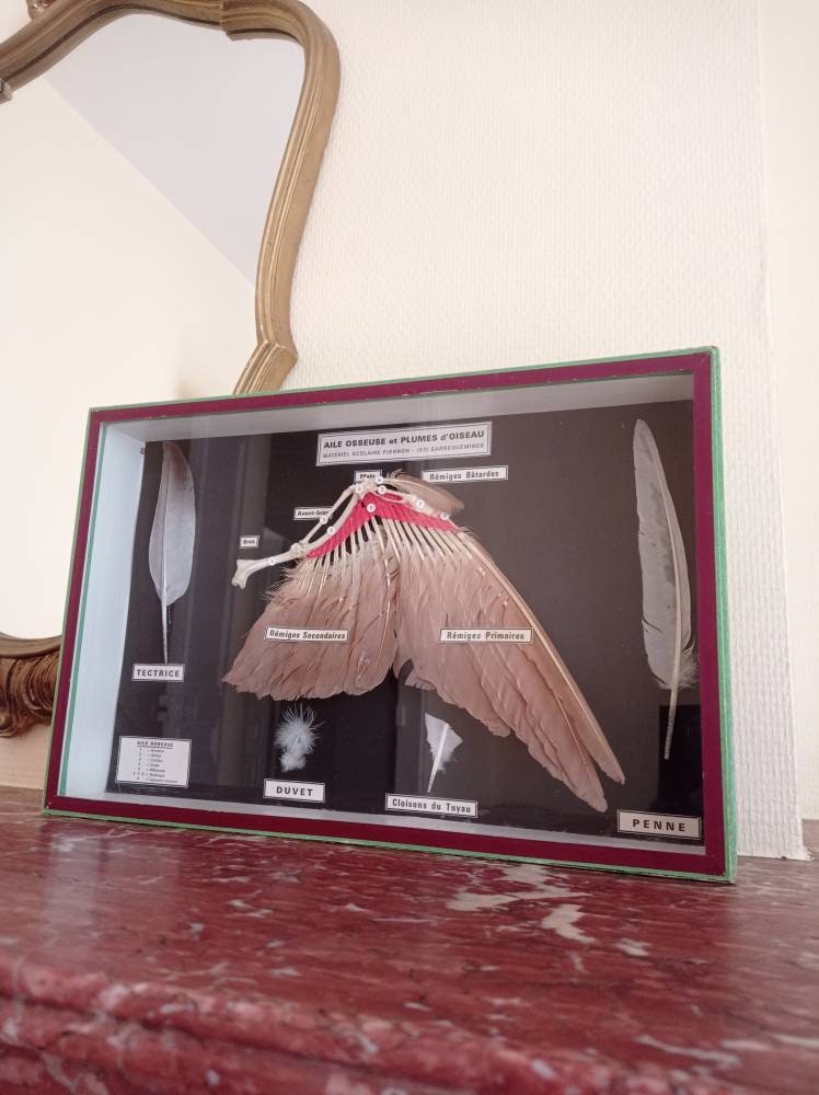 Cadre Pédagogique Aile d'oiseau