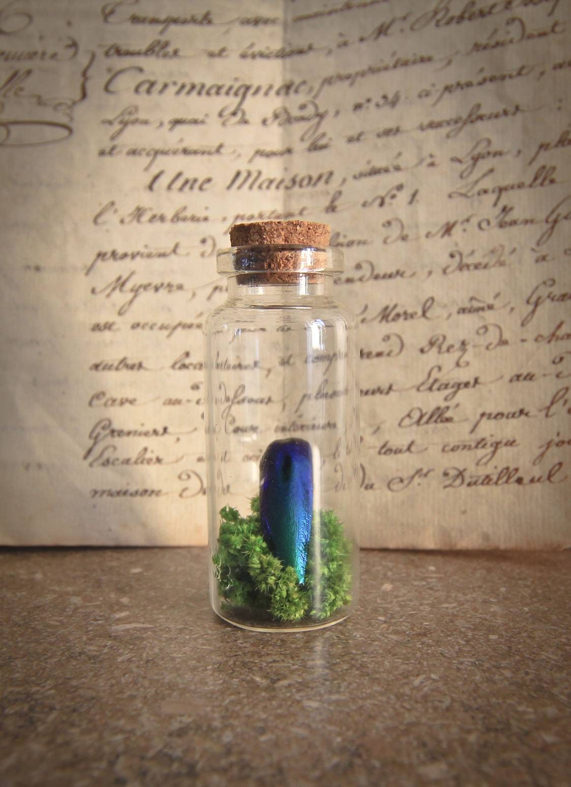 Aile de Scarabée Sous Fiole en Verre