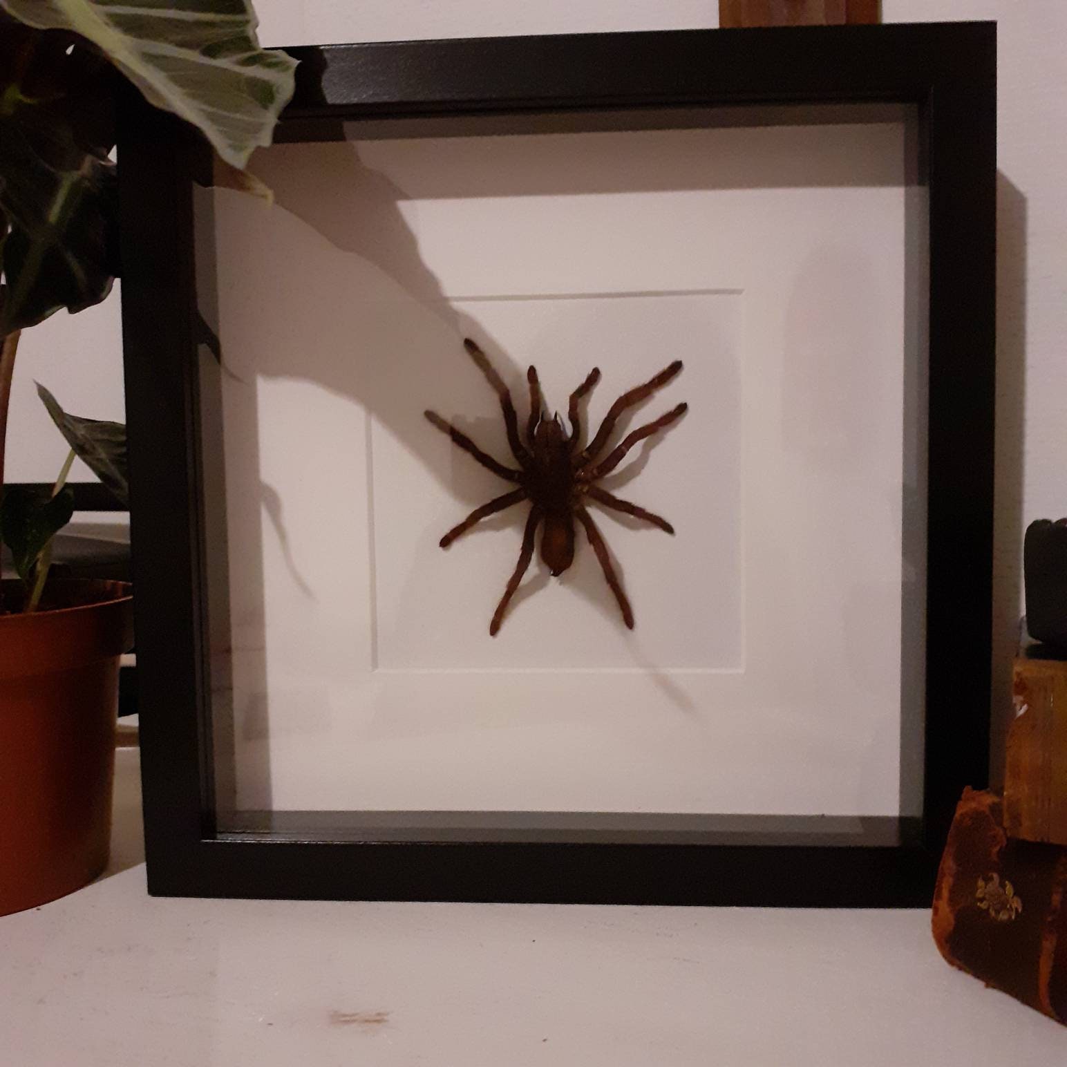 Eurypelma Spinicrus Tarentula - Tarentule Indonésie