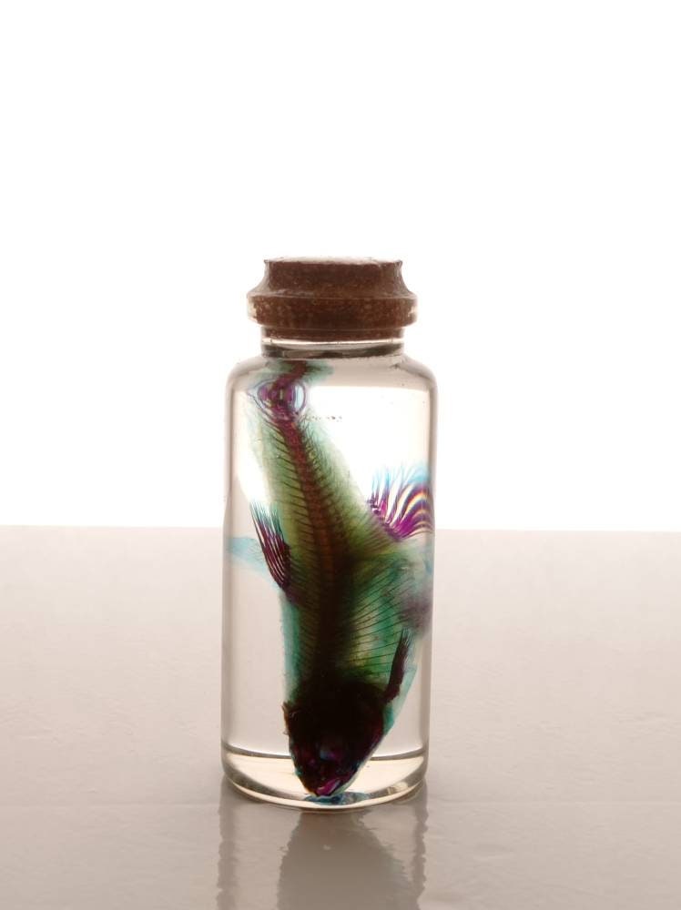 Squelette de Poisson Diaphonisé