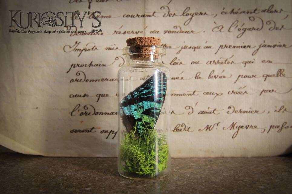 Aile de Papillon Sous Fiole en Verre