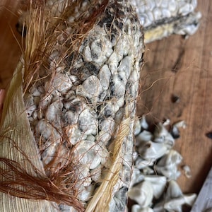 Huitlacoche 2 cobs