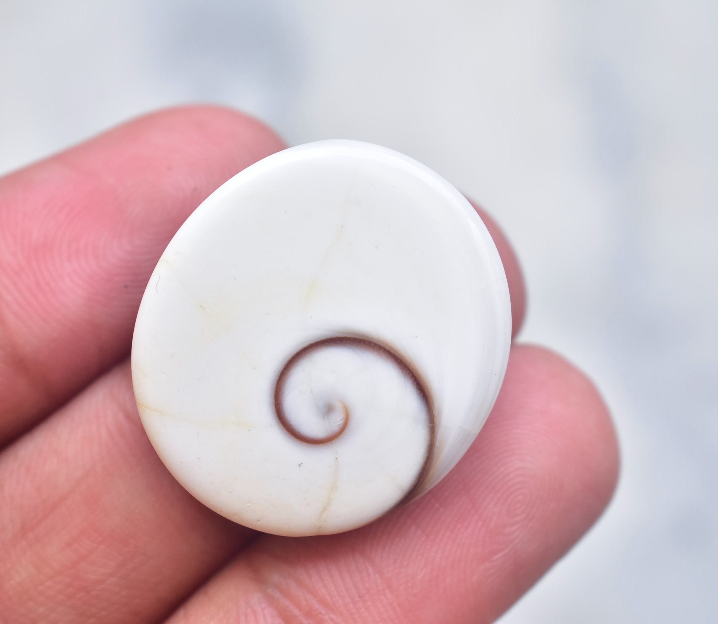 Shiva Eye Shell Cabochon / Shiva Eye Shell Gemstone / Oval | Etsy