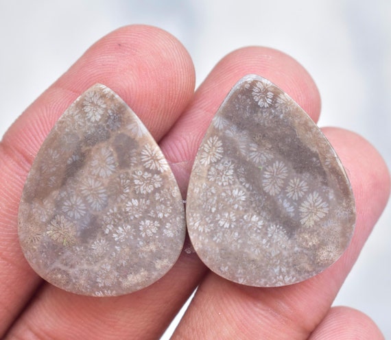 Fossilized coral pair