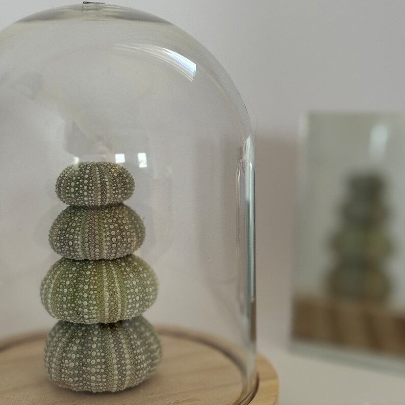 May include: A stack of four green and white sea urchins displayed under a glass dome on a wooden base.