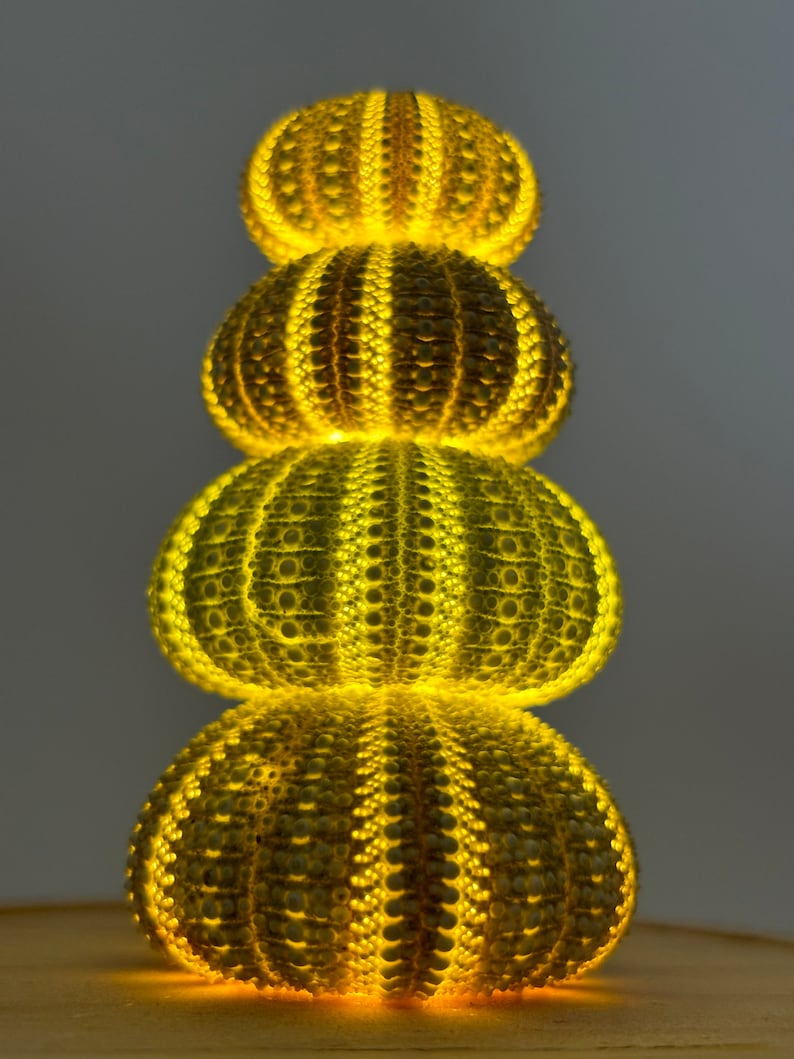 May include: A stack of four sea urchin shells illuminated from within, creating a warm yellow glow. The shells are arranged in a pyramid shape, with the largest shell at the bottom and the smallest shell at the top.