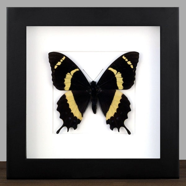 real Framed butterfly Papilio garamas Shadow Box Bug Frame Taxidermy Taxadermy Wall Hanging Display Oddities Curiosities Insectart Fairy