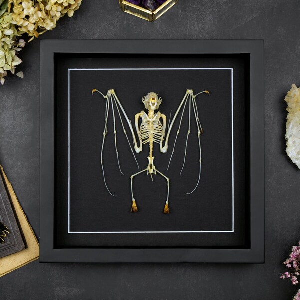 Taxidermy Real framed Bat Skeleton Cynopterus sphinx Preserved Animal Bones, Halloween Gothic Decoration, Natural History, Nature Lover Gift