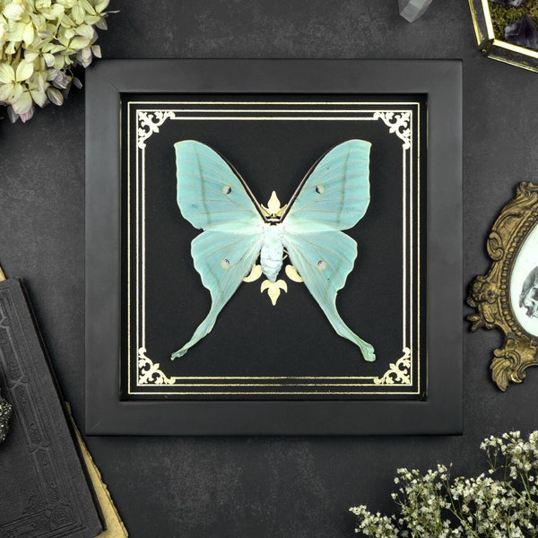 Real framed Moth Actias selene Shadow Box Frame Insect Taxidermy Golden Ornament Tarot Print Halloween Gothic Witch Wall Home Décor