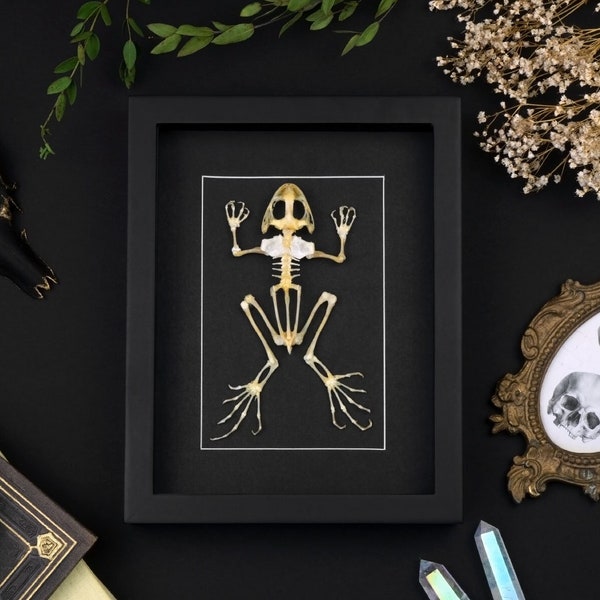 Taxidermy framed Frog Skeleton, Frog Bones Shadow Box , Taxadermy Animal, Gothic Home Wall Decor, Curiosities Oddities