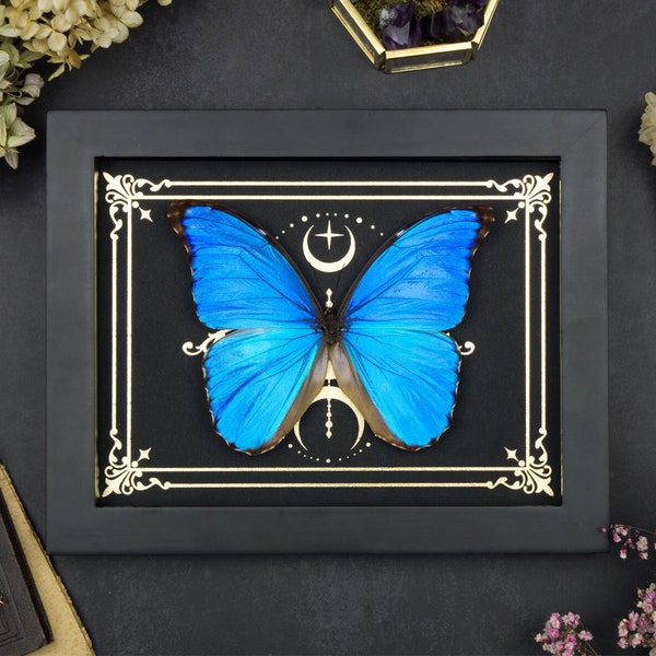 Real framed blue Morpho butterfly Shadow Box Frame Insect Taxidermy Golden Moon Stars Tarot Print Halloween Gothic Witch Wall Home Decor