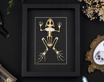 Taxidermy framed Frog Skeleton, Frog Bones Shadow Box , Taxadermy Animal, Gothic Home Wall Decor, Curiosities Oddities