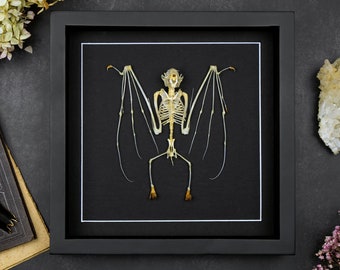 Taxidermy Real framed Bat Skeleton Cynopterus sphinx Preserved Animal Bones, Halloween Gothic Decoration, Natural History, Nature Lover Gift