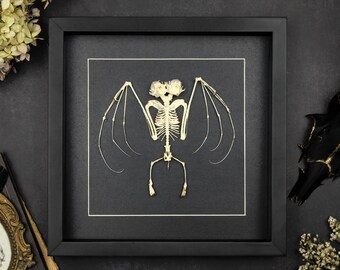 Taxidermie doppelköpfige Fledermaus gerahmt Abart Skelett Rahmen Kuriosität Gothic Halloween Deko Tierknochen Naturkunde Geschenk Wandbild