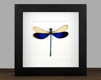 real Framed Dragonfly Neurobasis kaupi Shadow Box Bug Frame Taxidermy Taxadermy Wall Hanging Display Oddities Curiosities Insectart Fairy