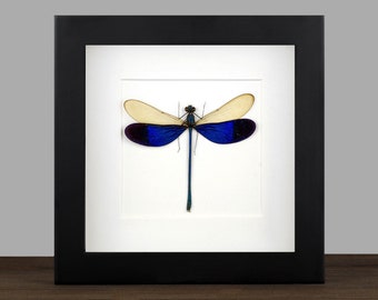 Framed Neurobasis kaupi Dragonfly: Real Insect Shadow Box Display