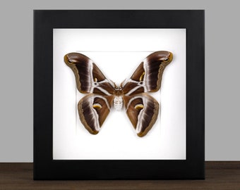 Framed Samia Ricini Moth: Real Insect Shadow Box Display