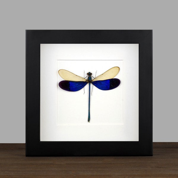 Véritable cadre encadré libellule Neurobasis kaupi Shadow Box Bug cadre taxidermie taxadermie tenture murale présentoir curiosités curiosités Insectart fée