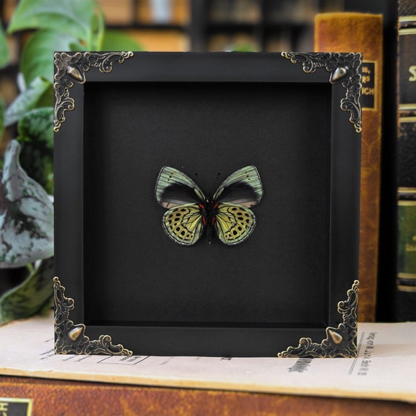 Real framed butterfly Asterope leprieuri Shadow Box Frame Insect Taxidermy Vintage Barock Frame Vampire Gothic Witch Wall Home Decor