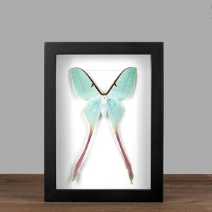 May include: A framed green and white Luna moth with long, thin tails. The moth is displayed on a white background in a black frame.