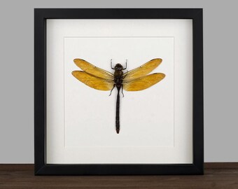 real Framed golden giant Dragonfly Anax gibbosolus Shadow Box Bug Frame Taxidermy Taxadermy Wall Display Curiosities Insectart Fairy