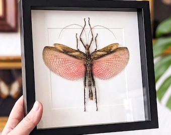 Bicho-pau rosa verdadeiro em caixa de sombra preta, emoldurado (Heteropteryx dilatata), peça de exibição em coleção de insetos entomológicos.