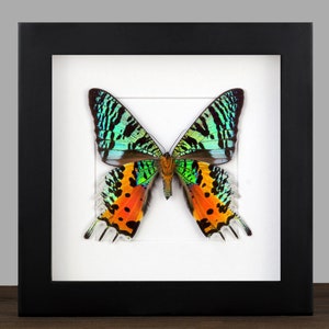 Framed sunset moth Urania ripheus Shadow Box Bug Frame Taxidermy Taxadermy Wall Hanging Display Oddities Curiosities