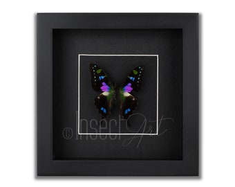 unmounted moths taxidermy art and collectibles insect black mixed media blue One real Graphium doson axion butterfly wings folded