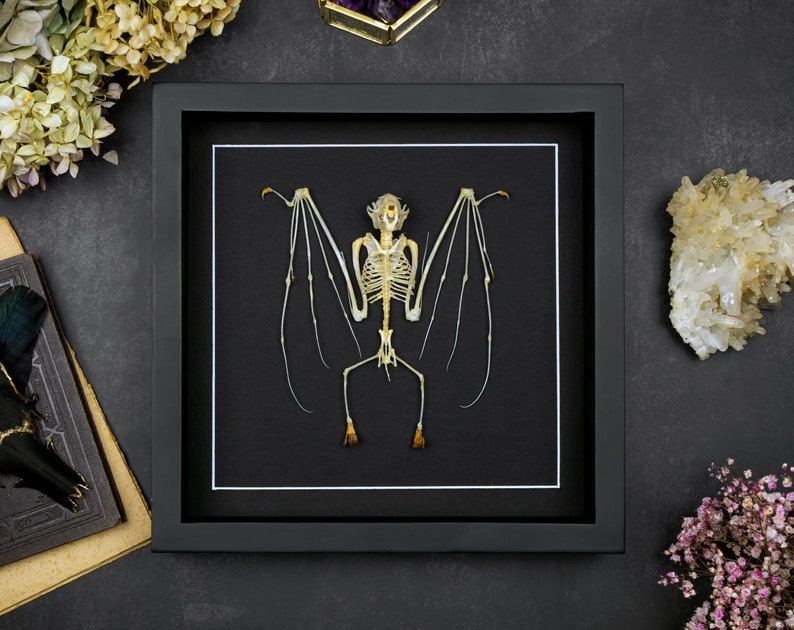 Taxidermy Real framed Bat Skeleton Cynopterus sphinx Preserved Animal Bones, Halloween Gothic Decoration, Natural History, Nature Lover Gift image 1