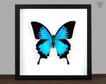 Echter blauer Schmetterling gerahmt Papilio ulysses Insekt Entomologie Taxidermie Natur Wanddeko Geschenk  Taxidermie Kunst