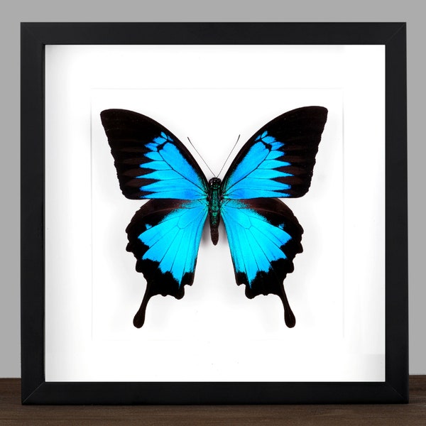 Echter blauer Schmetterling gerahmt Papilio ulysses Insekt Entomologie Taxidermie Natur Wanddeko Geschenk  Taxidermie Kunst