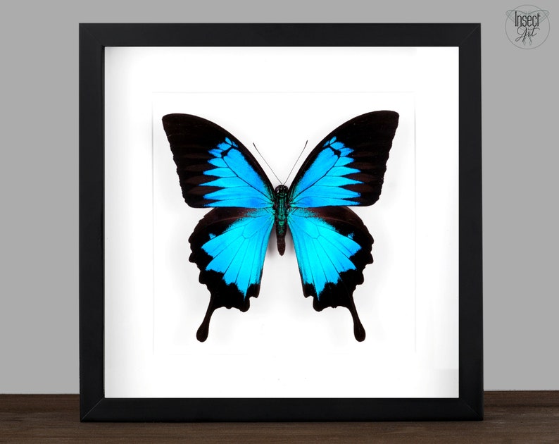 Puede incluir: Un esp&eacute;cimen de mariposa azul y negro enmarcado sobre un fondo blanco. La mariposa se muestra en un marco negro con un passe-partout blanco.