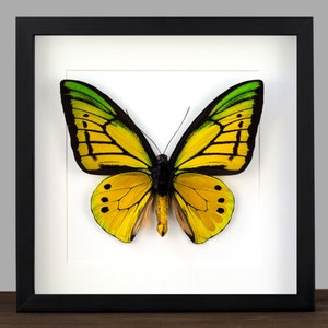 Op de afbeelding: Een ingelijst vlinderexemplaar met gele en groene vleugels, gepresenteerd tegen een witte achtergrond. De vlinder is gecentreerd in een zwart frame, dat de ingewikkelde patronen en kleuren benadrukt. Het Insect Art-logo staat rechtsboven.