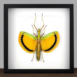 Framed Tagesoidea nigrofasciata Stick Insect: Yellow & Black Shadow Box Display