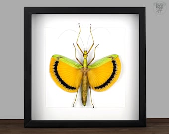 Real yellow framed Stick Insect, Tagesoidea nigrofasciata in Shadow Box Display, Insect Collector Frame