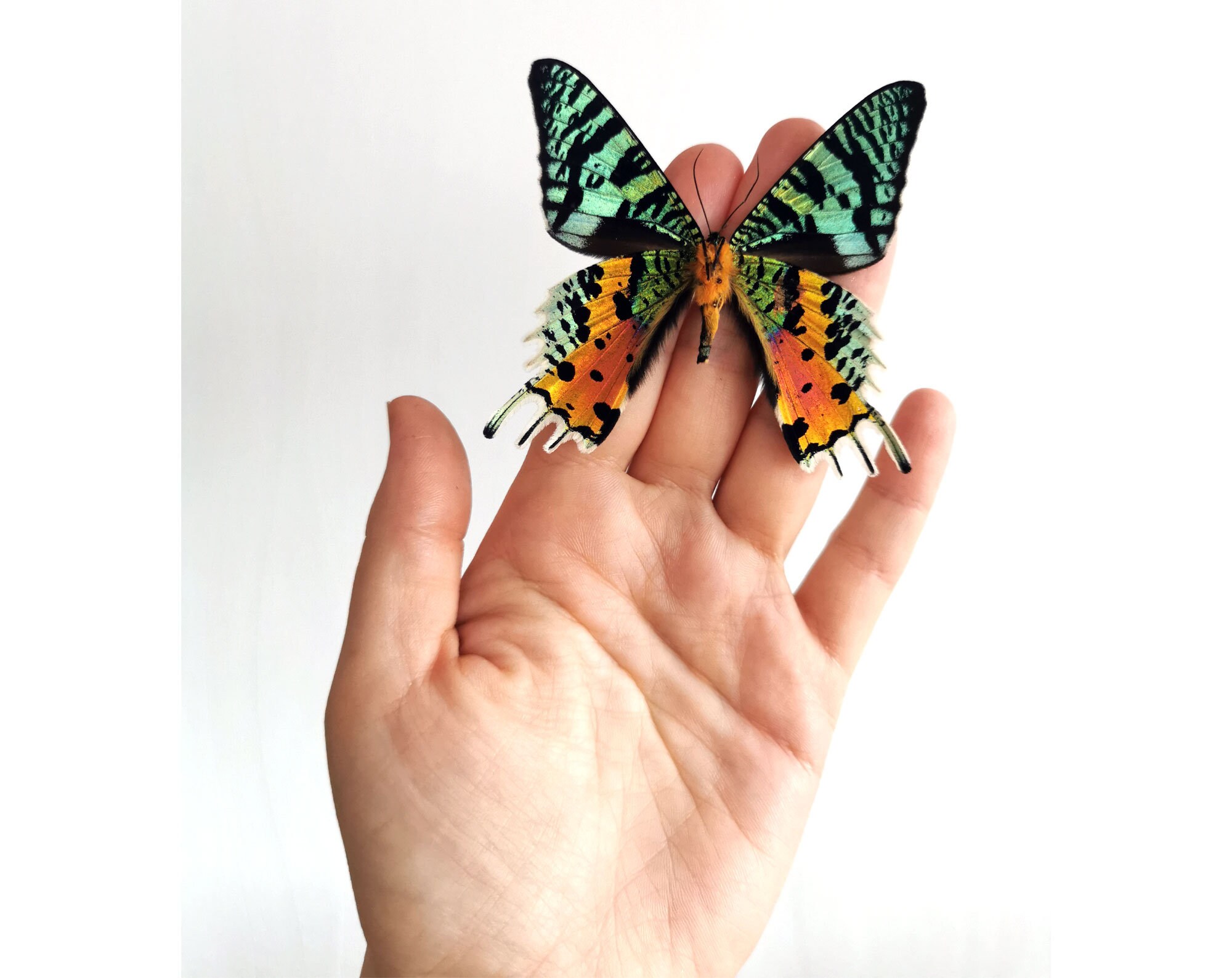 額入りマダガスカル産サンセットモス Chrysiridia rhipheus レインボー
