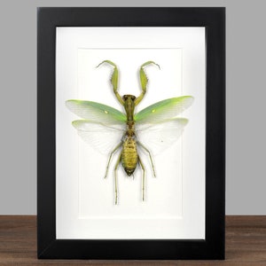 Framed Praying Mantis: Real Insect Specimen, Black Frame Oddity Decor