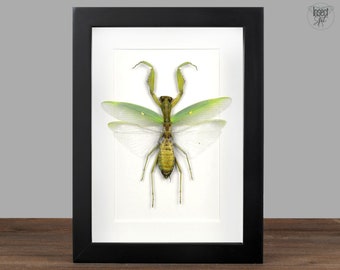 Real Framed Praying Mantis Frame Dried Insect  Beetle Dead Bug Taxidermy Taxadermy Black Wall Art Oddity Decor Shadow box