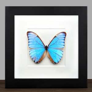 Può includere: Un esemplare di farfalla Morpho blu incorniciato con segni marroni sulle ali. La farfalla è esposta su uno sfondo bianco con una cornice nera.
