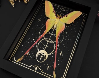 May include: A framed display of a preserved luna moth with yellow and pink wings against a black background with gold geometric patterns and white dots.