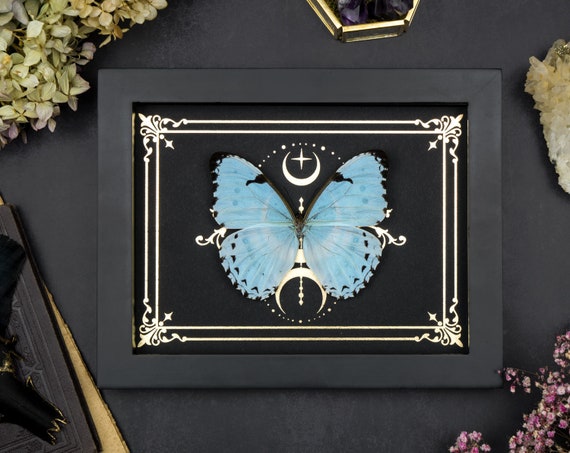 Boîte à ombres papillon Morpho blanche : décor gothique étoiles de lune dorées