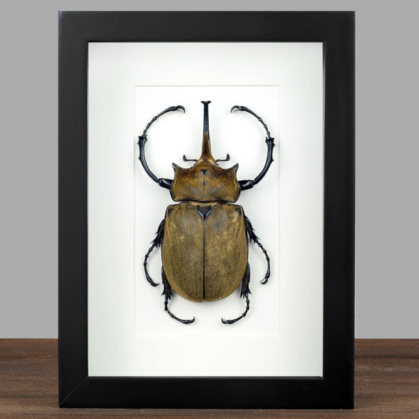 Taxidermy Elephant Etsy