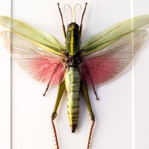 May include: A preserved green and pink grasshopper with long legs and delicate wings.