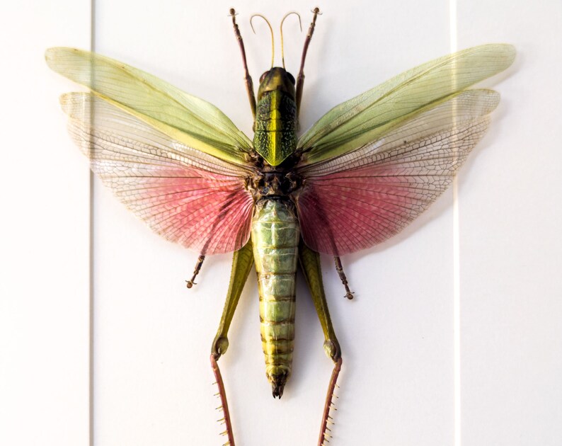 May include: A preserved green and pink grasshopper with long legs and delicate wings.