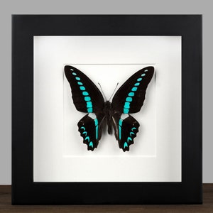 Framed Graphium Butterfly: Real Insect Shadow Box - Black Frame