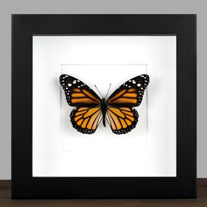 Op de afbeelding: Een ingelijste monarchvlinder met zwarte, oranje en witte vleugels. De vlinder is gemonteerd op een witte achtergrond en ingelijst in een zwart frame.