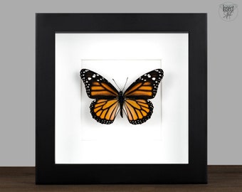 Echter Monarch Schmetterling Danaus plexippus Rahmen Schaukasten Entomologie Natur Deko Fotografie Taxidermie ausgefallenes Geschenk