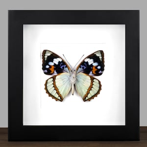 Framed Mimathyma schrenckii Butterfly: Real Insect Shadow Box Display (16x16cm)